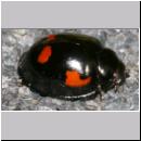 Exochomus quadripustulatus - Vierfleckiger Kugelmarienkaefer 01.jpg